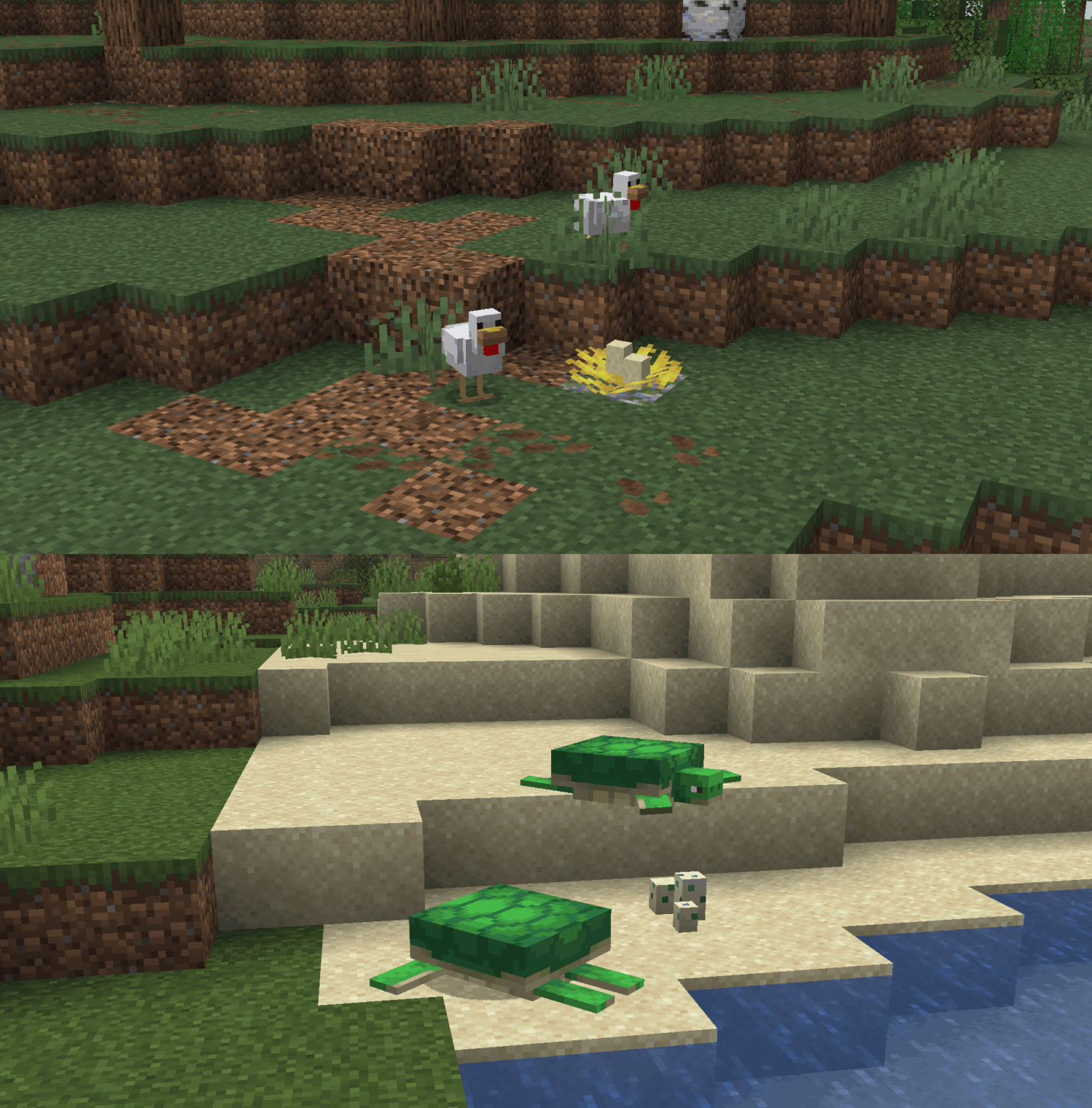 ニワトリもカメと同じように繁殖後に卵を産むべきでしょうか？