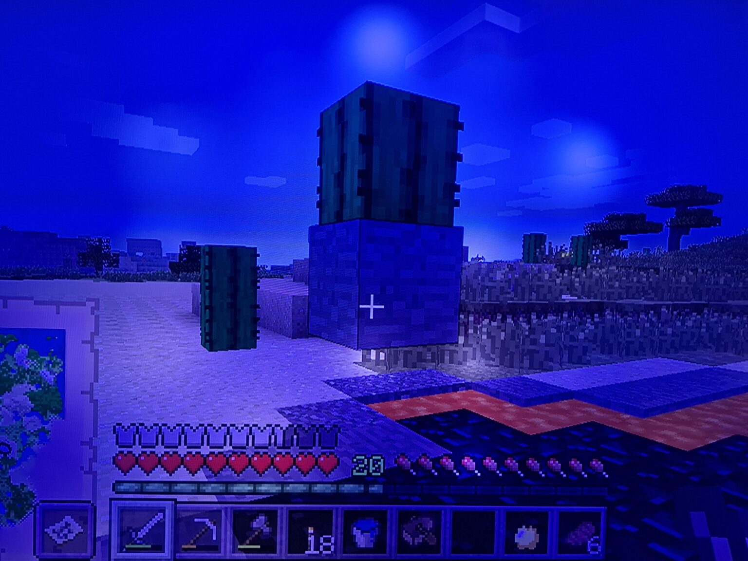 選んだサボテンを見つけました