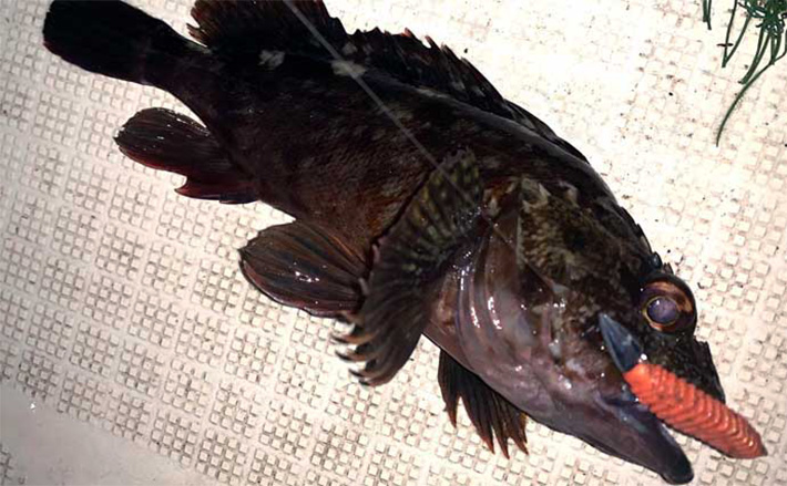 伊勢湾奥ナイトボートゲームでカサゴ全員ツ抜け達成【三重】セイゴ＆キジハタも好反応 - エキサイトニュース