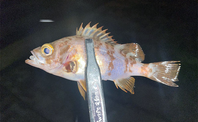 陸っぱりライトゲームでメバル2尾キャッチ成功！【兵庫】風裏狙ってボウズを回避