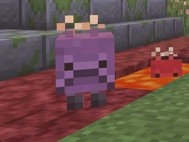 彼らはとても愚かで間抜けに見えます、私は彼らが大好きです