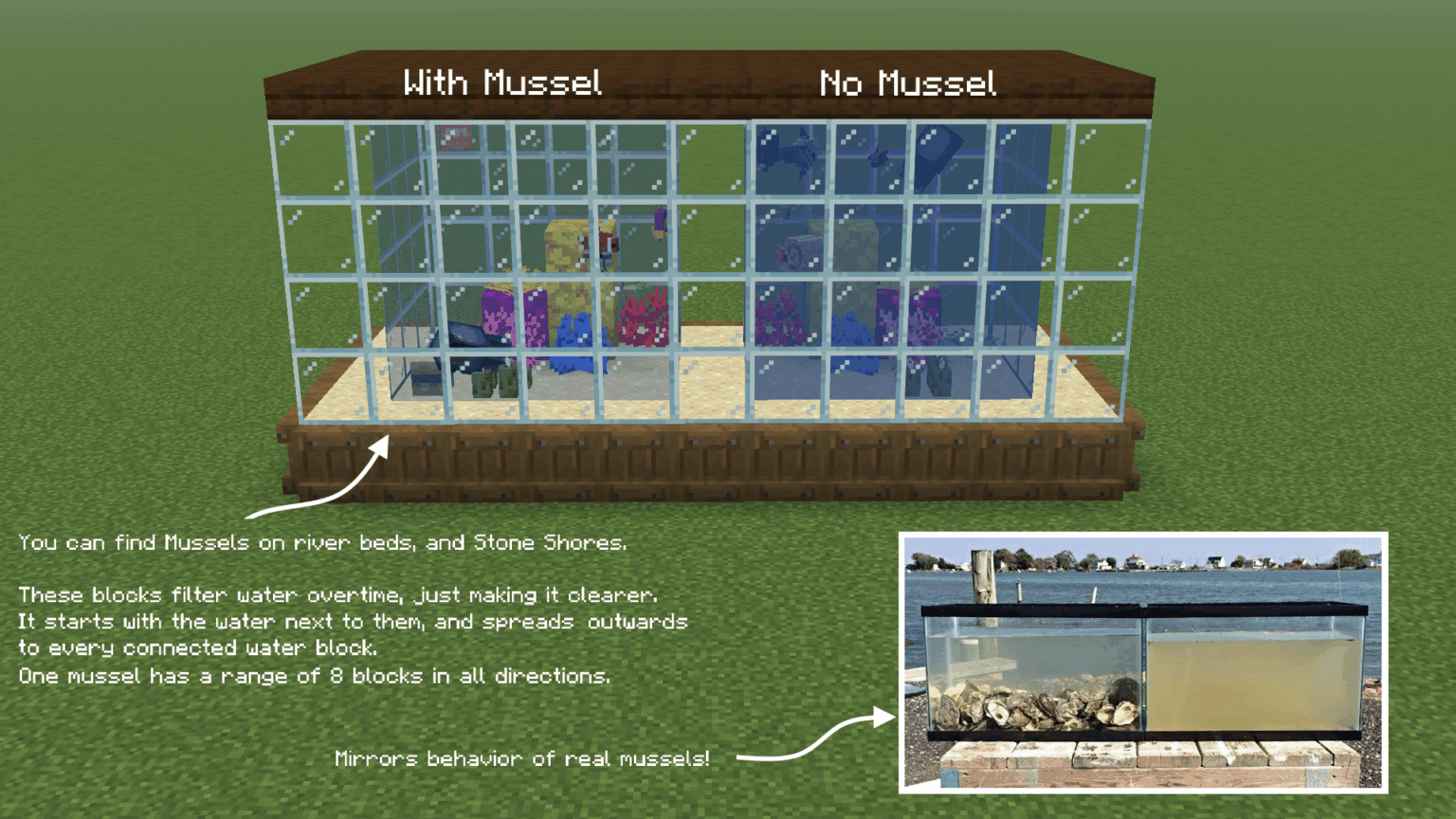 マインクラフトの水は水族館には濁りすぎます。水を濾過するムール貝はいかがでしょうか。
