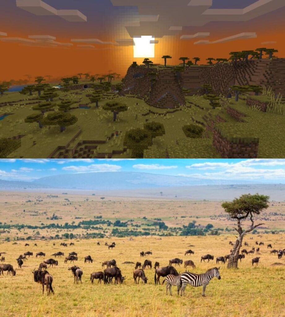 それがサバンナグラスの本当の色です。