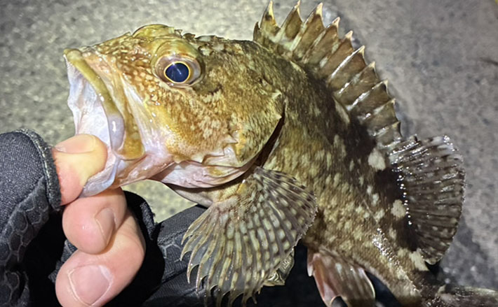 「日本海のポテンシャルを堪能！」ライトゲームでカサゴが入れ食い【島根】