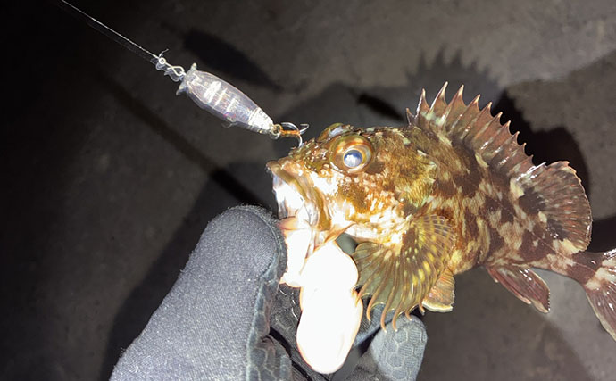 「日本海のポテンシャルを堪能！」ライトゲームでカサゴが入れ食い【島根】