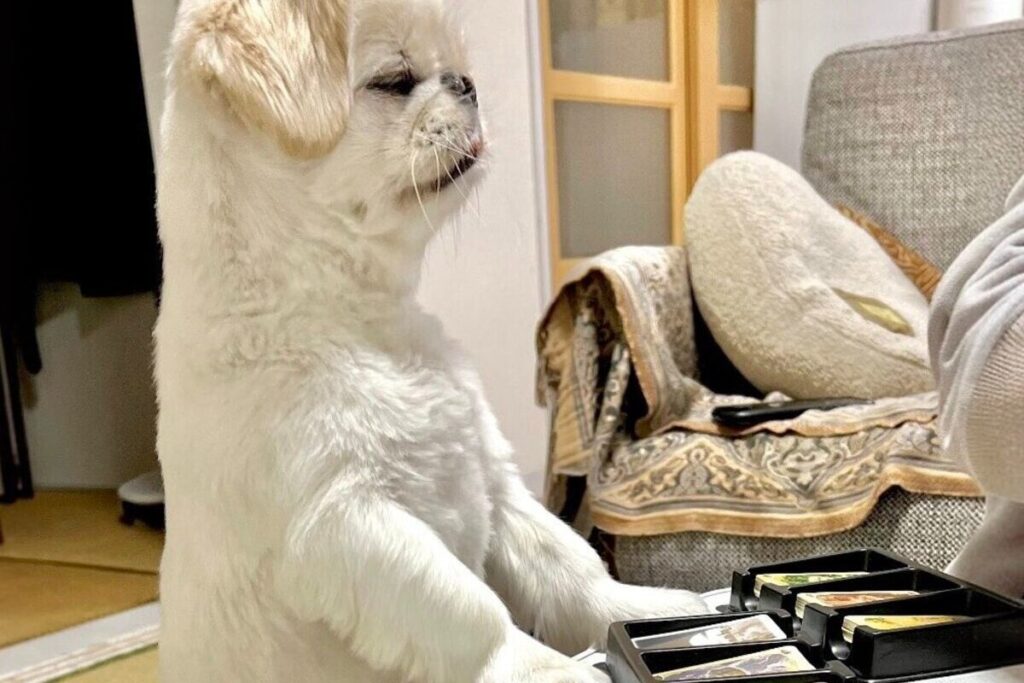 自信満々でボードゲームに参加した犬 「やっぱり」と言いたくなる光景に笑ってしまう | LIMO | くらしとお金の経済メディア 自信満々でボードゲームに参加した犬 「やっぱり」と言いたくなる光景に笑ってしまう | LIMO | くらしとお金の経済メディア