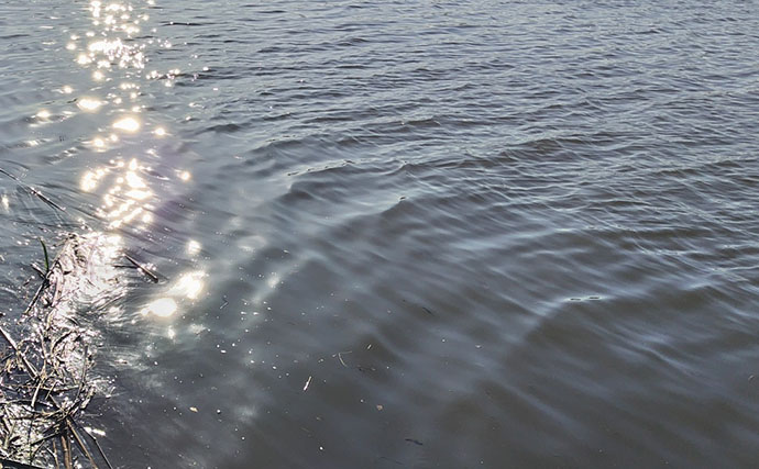 「ベイトはバチからハクへ？」リバーシーバスゲームで60cm級含み本命2匹！【千葉】