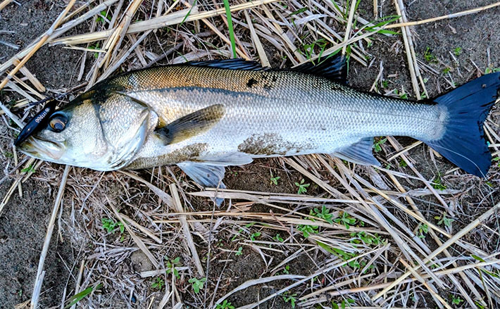 「ベイトはバチからハクへ?」リバーシーバスゲームで60cm級含み本命2匹!【千葉】 | TSURINEWS 「ベイトはバチからハクへ?」リバーシーバスゲームで60cm級含み本命2匹!【千葉】