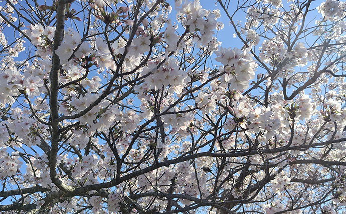 「ベイトはバチからハクへ？」リバーシーバスゲームで60cm級含み本命2匹！【千葉】