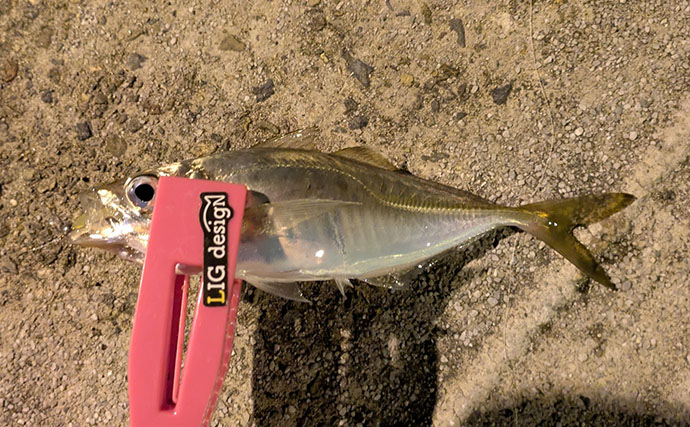 漁港ライトゲームでアジ・アコウ・ガシラ【京都】アジングは連発せず拾い釣り