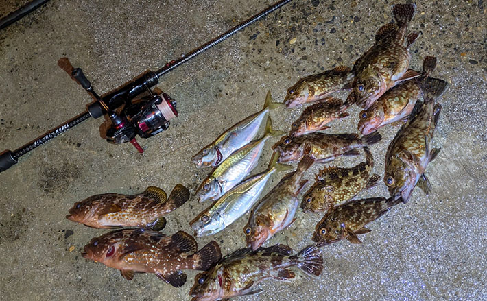 漁港ライトゲームでアジ・アコウ・ガシラ【京都】アジングは連発せず拾い釣り | TSURINEWS 漁港ライトゲームでアジ・アコウ・ガシラ【京都】アジングは連発せず拾い釣り