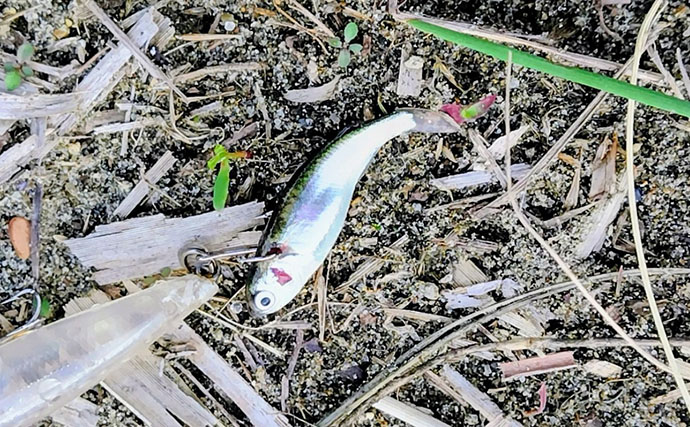 「ベイトはバチからハクへ？」リバーシーバスゲームで60cm級含み本命2匹！【千葉】