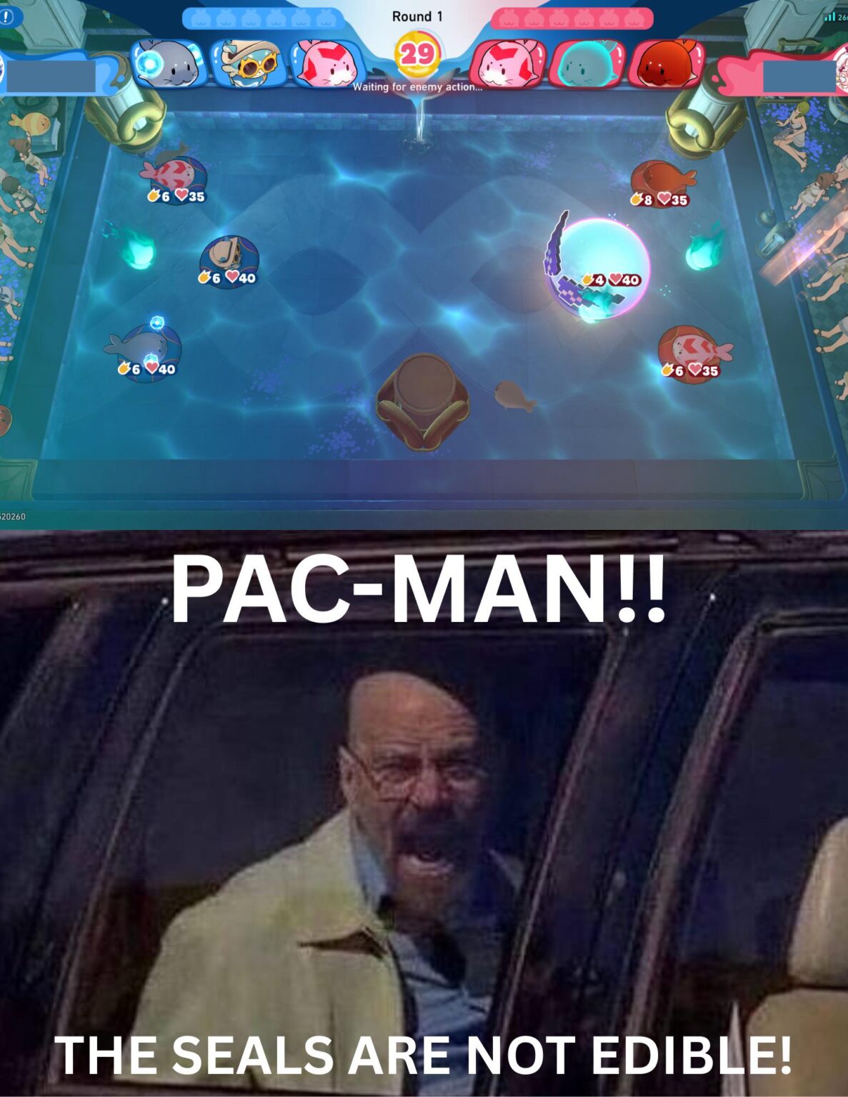 かわいそうなアザラシ🥲