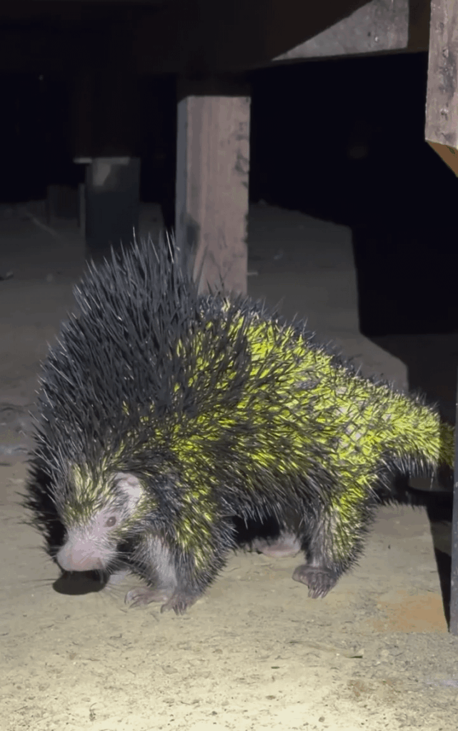 ジョルトホグ、あなたですか？